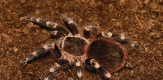 L’Acanthoscurria geniculata 1460 0 Acanthoscurria geniculata_ok